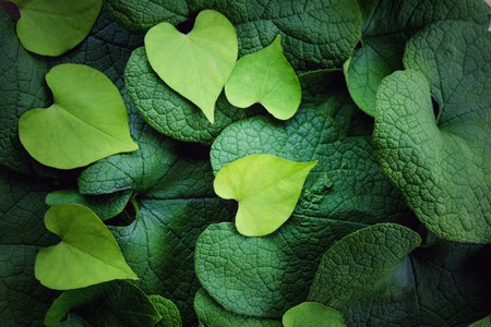 Morning Glories and creative heart shape green leaf for background and wallpaper concept.の写真素材