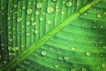 Rain water droplets on green leaf macro which it occur after raining. Drops of dew in the morning glow can make very freshness concept.の写真素材