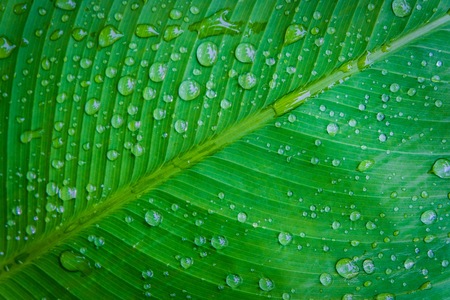 Rain water droplets on green leaf macro which it occur after raining. Drops of dew in the morning glow can make very freshness concept.の写真素材