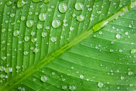 Rain water droplets on green leaf macro which it occur after raining. Drops of dew in the morning glow can make very freshness concept.の写真素材