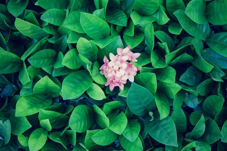Natural green leaf and red flower.の写真素材