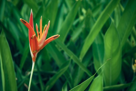 Beautiful of  orange red bird of paradise flower against with green background which it is famous tropical flower for decorative in home and hotel.の写真素材
