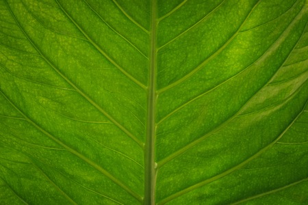 Beautiful green veins natural leaf with sunlight in the forest or garden which it use for background and wallpaper.の写真素材