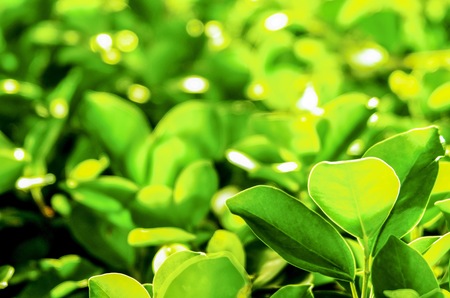 Beautiful green leaf with sunlight in the garden at summer against with sunlight.Natural botanical green leaf for decorative background and wallpaper.の写真素材