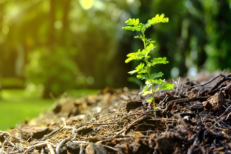 Beautiful little green young plant growing on plentiful soil and sunlight in the tropical forest and garden.の写真素材