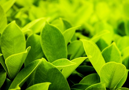 Close up beautiful natural green leafs with sunlight in the garden. Nature greenery leafs using for background and wallpaperの写真素材