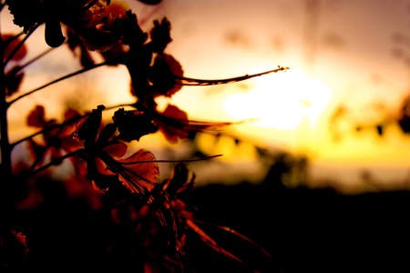 Beautiful red botanical flower in the field with orange and yellow sunset. It is very freshness and peaceful.の写真素材