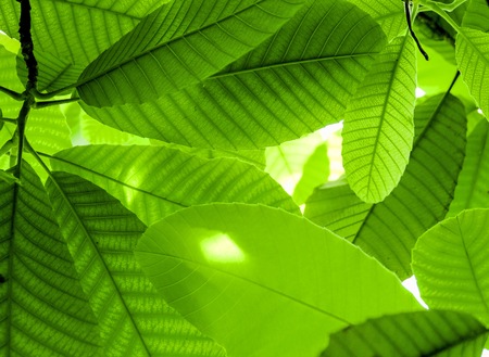 Creative beautiful green leafs with sunlight on the branch in the garden and rain forest.の写真素材