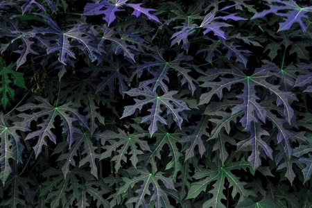 Tropical dark green leaves with black background. Rain forest plant and tree concept.の写真素材