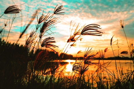 Silhouette of the grass  with golden sunlight with shadow from lake and clouds sky in sunset time.Beautiful natural landscape and sun beam in autumn season.の写真素材