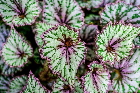 Colorful leaves foliage bush in autumn season which it make freshness and natural background.