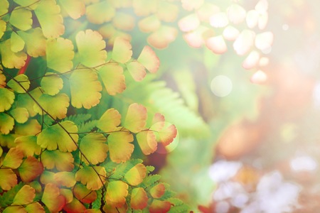 Colorful leaves in the fall season with sunlight.の写真素材