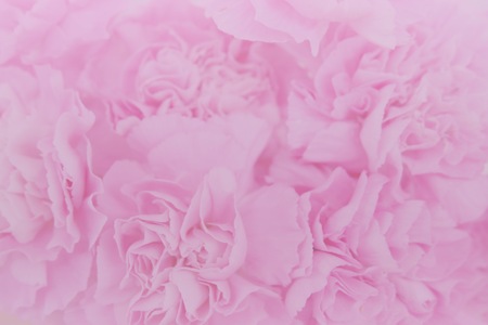 Pink carnations flower bouquet with soft light filter for background and wallpaper. Flora blossom and fresh concept.の写真素材