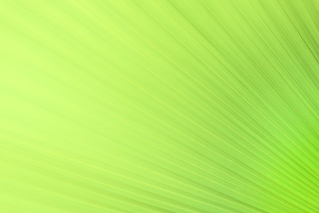 Close up colorful nature view green leaf on blurred greenery background and sunlight in the garden for decorative website and wallpaper. Natural and ecology copy space concept.の写真素材