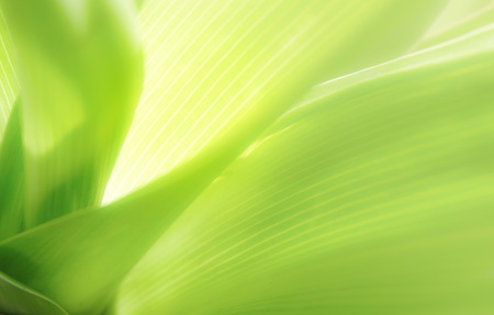 Close up beautiful natural view green leaf and yellow sunlight with greenery soft blurred background for copy space.Freshness ecology wallpaper concept.の写真素材
