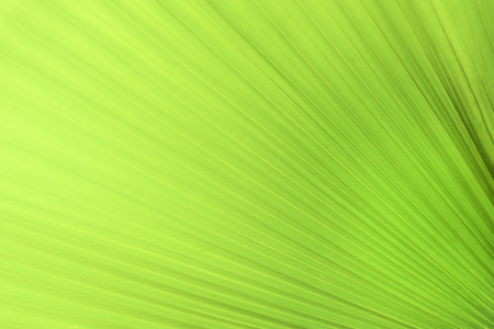Close up colorful nature view green leaf on blurred greenery background and sunlight in the garden for decorative website and wallpaper. Natural and ecology copy space concept.の写真素材