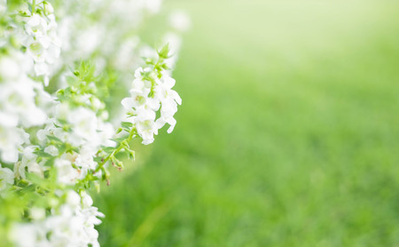 Close up beautiful white flower on greenery grass background in the garden for wallpaper copy space...