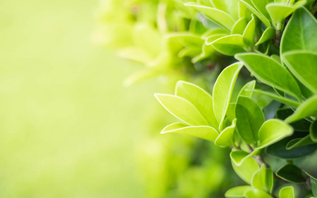 Close up beautiful natural green leaves and yellow sunlight with greenery background in the garden for wallpaper copy space concept. It is freshness in morning time.の写真素材