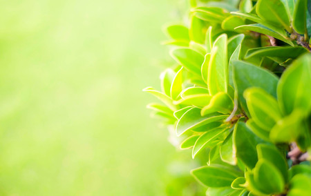 Close up beautiful natural green leaves and yellow sunlight with greenery background in the garden for wallpaper copy space concept. It is freshness in morning time.の写真素材