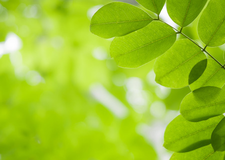 Close up beautiful natural view green leaves with sunlightの写真素材