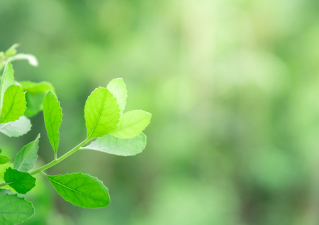 Close up beautiful natural view green leaves with sunlightの写真素材