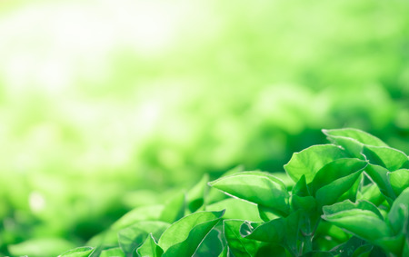 Close up beautiful natural green leaves and yellow sunlight with greenery background in the garden for wallpaper copy space concept. It is green plant landscape for freshness in morning time.の写真素材