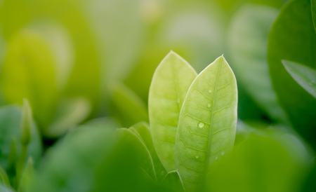 Close up beautiful view of natural green leaves on greenery blurred background and sunlight in public garden park which it have copy space and use for freshness texture backdrop wallpaper.の写真素材