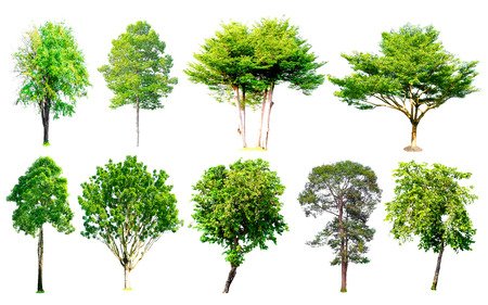 Isolated trees collection with clipping path on white background use for decoration architecture website , magazine and advertisement.の写真素材