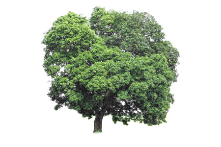 Isolated tree with clipping path on white backgroundの写真素材