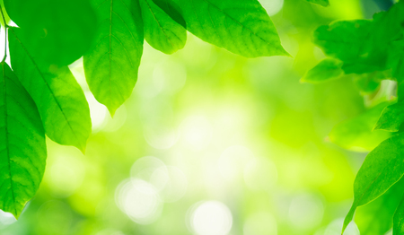 Close up beautiful natural view green leaves with sunlight on greenery blurred and bokeh wallpaper background in public park garden. Landscape freshness and copy space concept.の写真素材