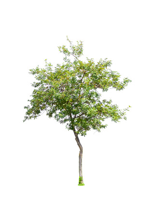 Isolated trees  on white background use for decoration architecture website , magazine and advertisement.の写真素材