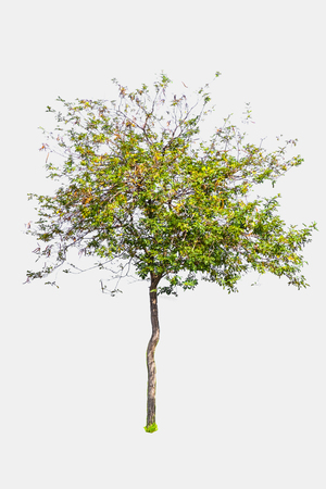 Isolated trees on white background use for decoration architecture website , magazine and advertisement.の写真素材