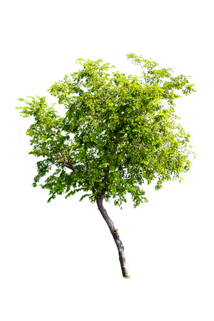 Isolated trees on white background use for decoration architecture website , magazine and advertisement.の写真素材