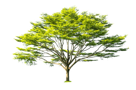Isolated trees  on white background use for decoration architecture website , magazine and advertisement.の写真素材