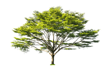 Isolated trees  on white background use for decoration architecture website , magazine and advertisement.の写真素材