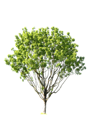 Isolated trees on white background use for decoration architecture website , magazine and advertisement.の写真素材