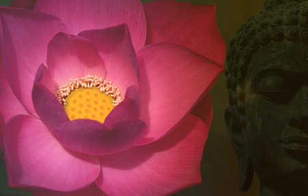 Double exposure of ancient Buddha face statue and pink lotus flower or water lily.の写真素材