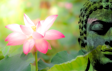 Double exposure of ancient Buddha face statue and pink lotus flower or water lily.の写真素材