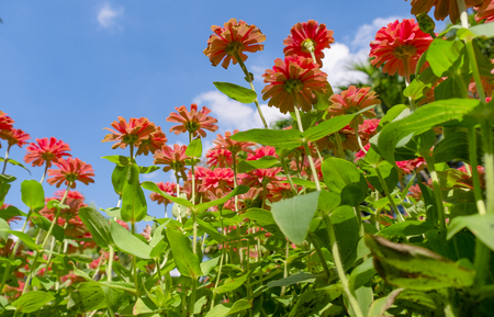 Close up pink Banana flower with blue sky clouds and sunlight for natural background. Uprisen angle.の写真素材