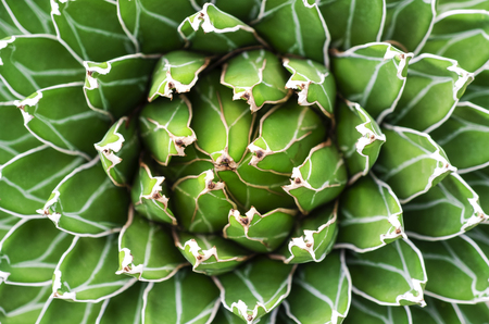 Close up beautiful agave cactus abstract natural background and texture.の写真素材