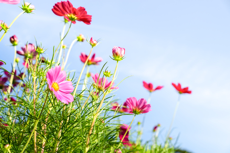 Close up pink cosmos flower with blue sky clouds and sunlight for natural background. Uprisen angle.の写真素材