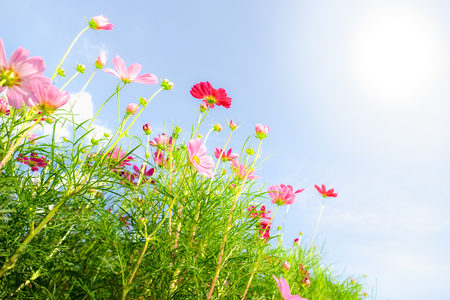 Close up pink cosmos flower with blue sky clouds and sunlight for natural background. Uprisen angle.の写真素材