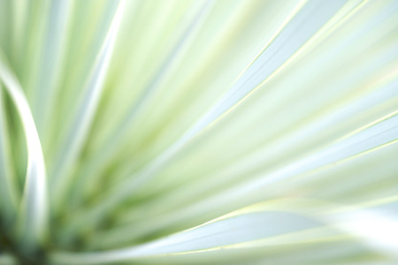 Close up natural view of  green leaf on greenery blurred background in garden on morning time with sunlight and copy space use for background green plant landscape ,environment conservation ecology.の写真素材