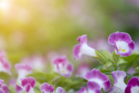 Close up purple and white flower on blurred greenery leaves with yellow sunlight in public park and morning time. Freshness concept,の写真素材