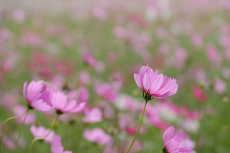 Pink cosmos flowers with in natural Cosmos field. Freshness and background concept.の写真素材