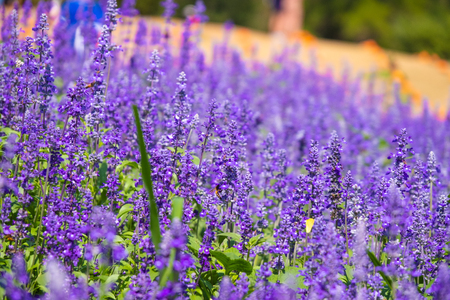 Beautiful Blooming Purple Salvia (Blue sage) flower field in outdoor garden.Blue Salvia is herbal plant in the mint family. - Imageの写真素材