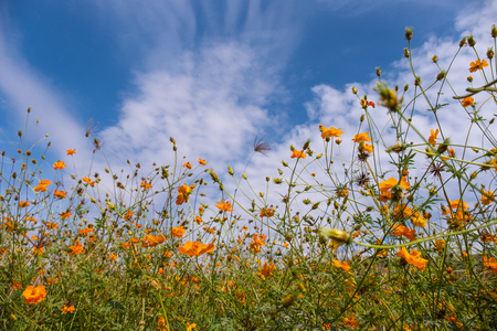 Beautiful blooming yellow cosmos flower with clouds and blue sky. Landscape and botany image.の写真素材