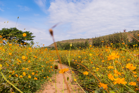 Beautiful blooming yellow cosmos flower with clouds and blue sky. Landscape and botany image.の写真素材