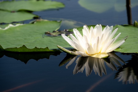 Beautiful white of water lily or lotus with with reflections on surface of water in pond. Side view and peace concept.の写真素材