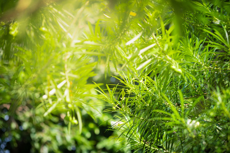 Close up beautiful view of nature green leaves on blurred greenery tree background with sunlight in public garden park. It is landscape ecology and copy space for wallpaper and backdrop.の写真素材